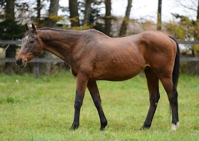 地方競馬の最強馬第2位「アブクマポーロ」