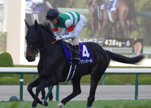 チューリップ賞に出走するアランカールの画像