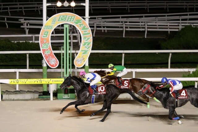 園田競馬場のレース傾向