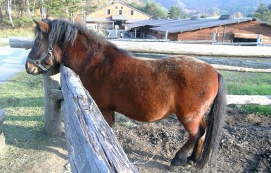 馬の種類：木曽馬