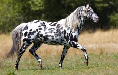馬の種類：アパルーサ